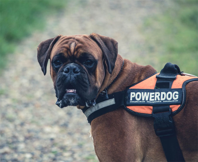 Pet Transfer Services